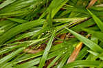 Openflower rosette grass